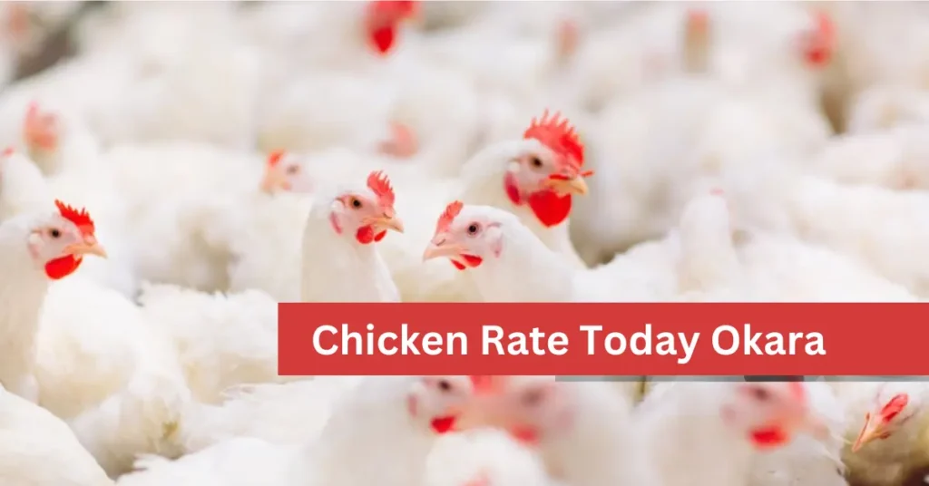 Chicken Rate Today Okara 1 Chicken rate today Okara Pakistan