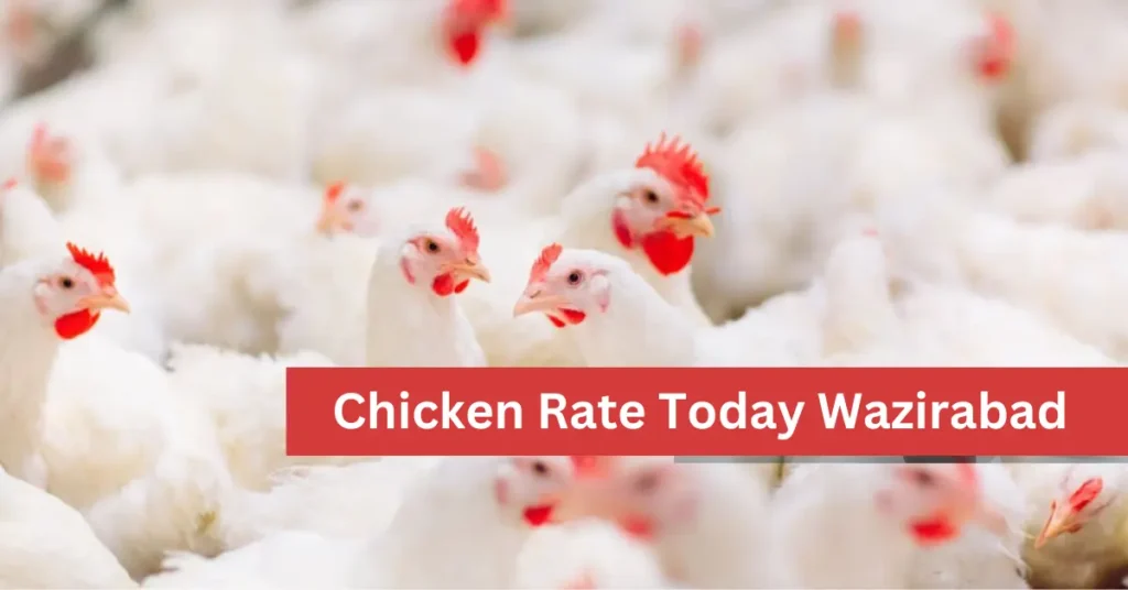 Chicken Rate Today Wazirabad 1 Chicken rate today Wazirabad